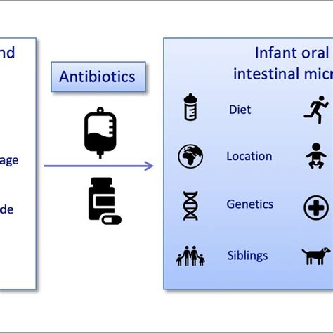 Summary Of Factors That Might Influence The Composition Of The Maternal