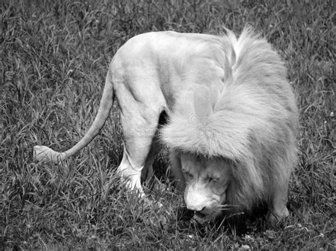 The Timbavati White Lion Stock Image Image Of Kruger 123549625