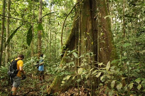 Floresta Amazônica Floresta Nacional Parques Viagem