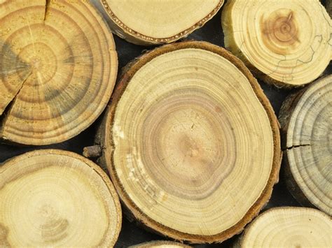 Round Wood Wall Art Tree Rounds Decor Holzwand Kunst Tree Slices