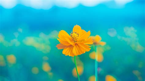 Yellow Flowers In Blur Blue Background 4k Hd Flowers Wallpapers Hd