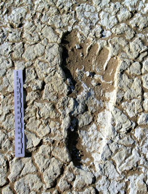 Ancient Human Footprints Found In Australia