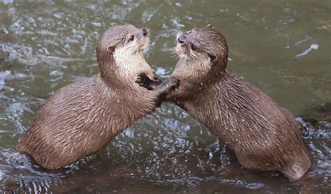 Otters Play Fight In The Water — The Daily Otter Otters Play