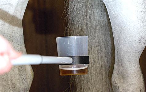 Your Horses Urinary System What You Need To Know Horse And Hound