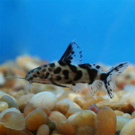 5 Small Fish For Your Mini Aquarium Set Up Aquatics World