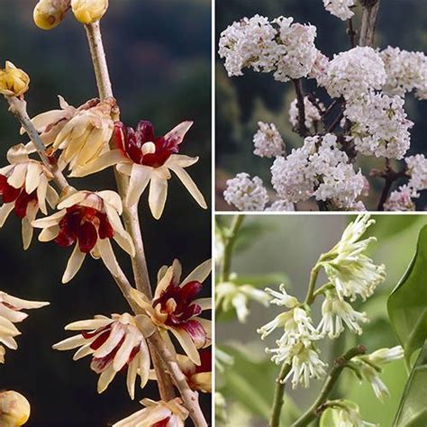 Winter Flowering Fragrant Shrub Collection Yougarden