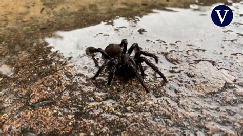 Miles de arañas gigantes invaden las casas tras las inundaciones en