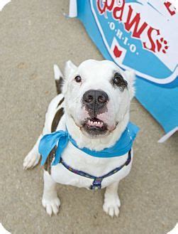 If your looking to adopt or buy a french bulldog. Columbus, OH - American Bulldog Mix. Meet Capone, a dog ...