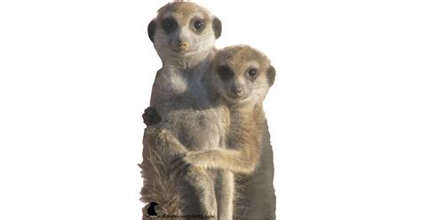 Meerkats Hugging Photo Sculpture