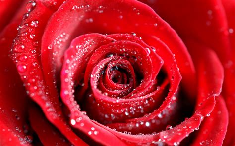 Download 4k wallpapers of best flowers, roses, tulips, lotus, lily, poppy, dahlia, cherry blossom for desktop & mobile phones in high quality hd, 4k, 5k resolutions. Water Drops on Red Rose Wallpapers | HD Wallpapers | ID #8526