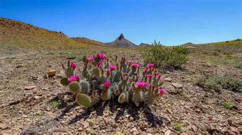 How Do Cacti Survive In The Desert 10 Amazing Adaptations