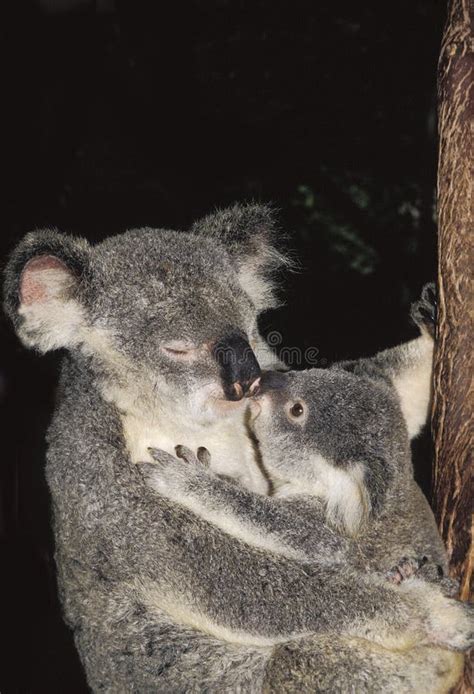 Kissing Koala Stock Photos Free And Royalty Free Stock Photos From