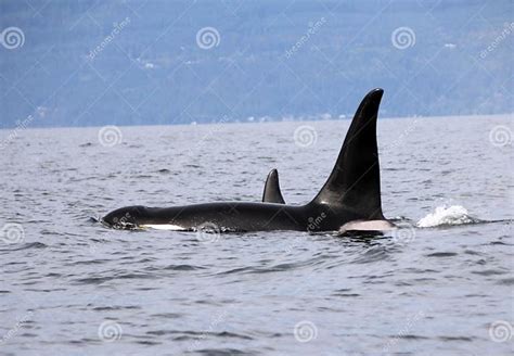 Pod Of Resident Orcas Of The Coast Near Sechelt Bc Stock Photo Image