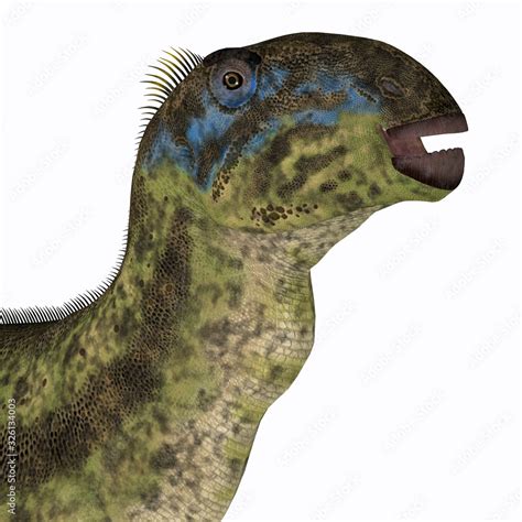 Tenontosaurus Dinosaur Head Tenontosaurus Was An Ornithopod Herbivorous Dinosaur That Lived In