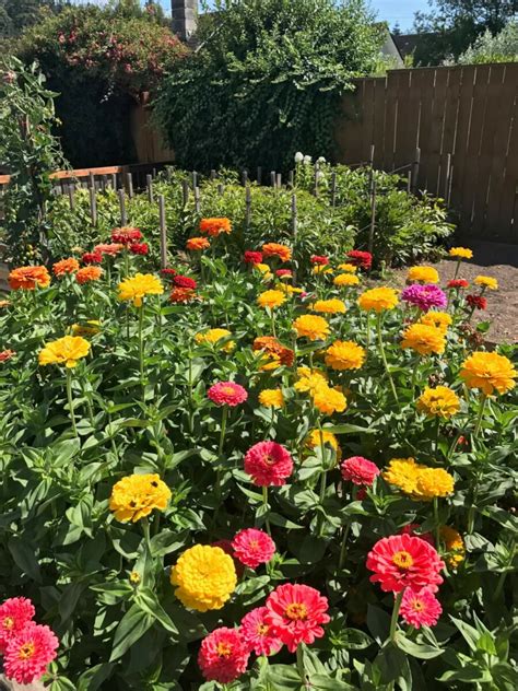 Homestead Stories A Colorful Zinnia Extravaganza Insteading