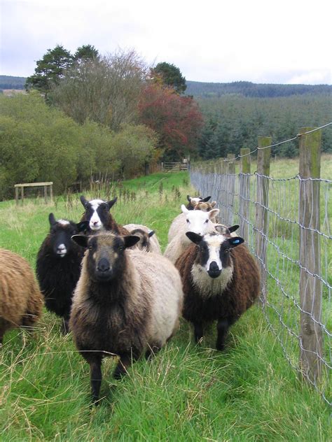 Flock Of Shetland Sheep Shetland Sheep Wikipedia Sheep Breeds