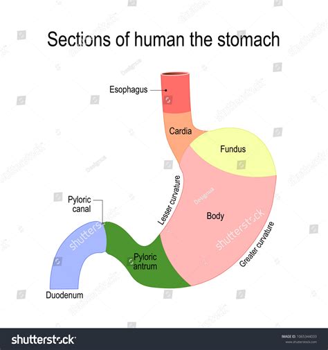 Sections of the stomach. parts and regions: - Royalty Free Stock Photo