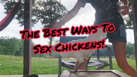 Best Ways To Sex Chickens Youtube