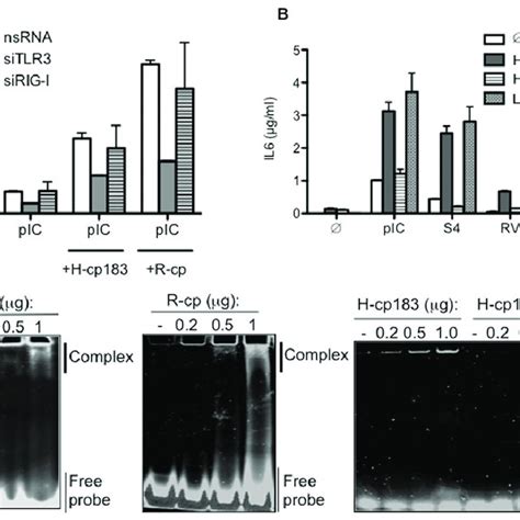 Activation Of Different Poly I C Mediated Signaling Pathways Depends On Download Scientific