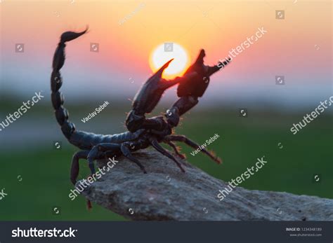 Emperor Scorpion Species Scorpion Native Rainforests Stock Photo