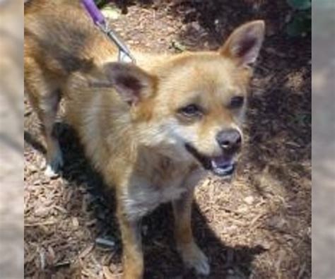 View Ad: Chipin Dog for Adoption near Texas, Dallas, USA ...