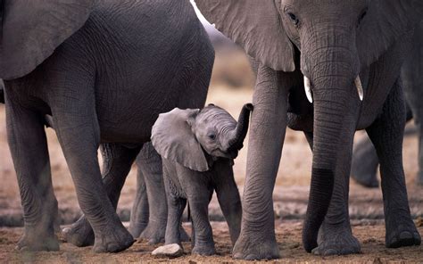 Baby Elephant Wallpapers Wallpaper Cave