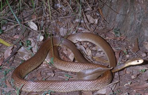 Coastal Taipan Facts And Pictures