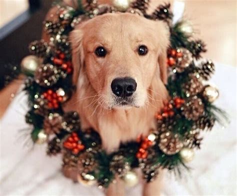 Just Keep Going Photo Dog Christmas Pictures Christmas Animals