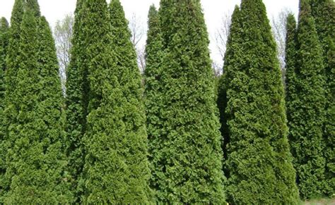 5 Evergreen Shrubs For Shade Zone 8 The Tree Care Guide