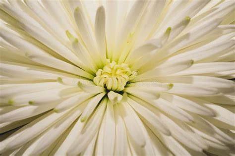 White Chrysanthemum Flower Macro Floral Texture Stock Photo Image Of