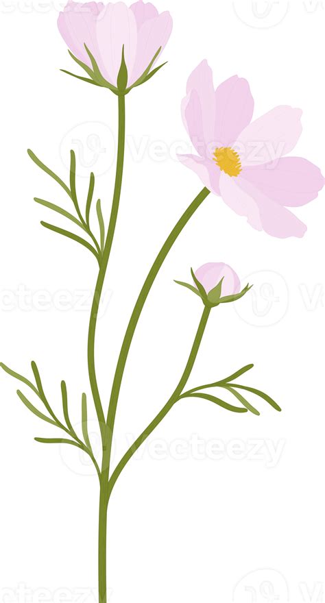 Pink Cosmos Flower Hand Drawn Illustration 10170437 Png