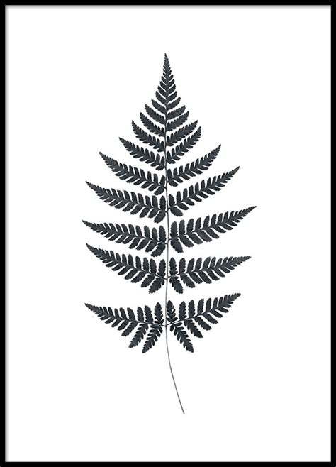 Black And White Poster Of A Fern Prints Of Plants