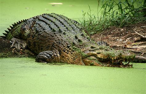 Saltwater Crocodiles Marinebio Conservation Society