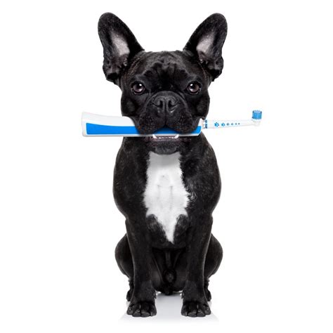 When do french bulldogs get their baby teeth? Teeth Cleaning - Pinkfox