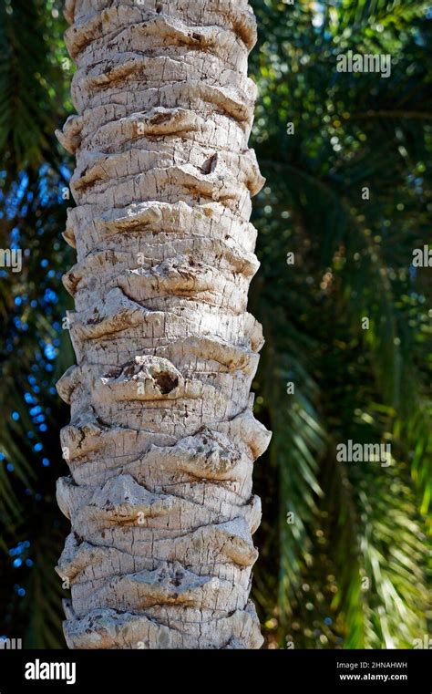 Date Palm Tree Trunk Rio Stock Photo Alamy