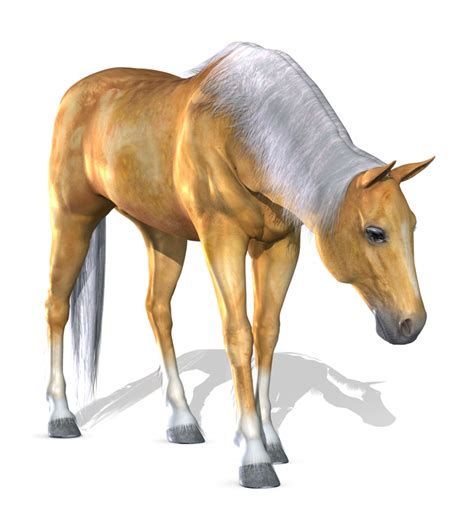 Download Horse High Quality Png Transparent Background Free Download