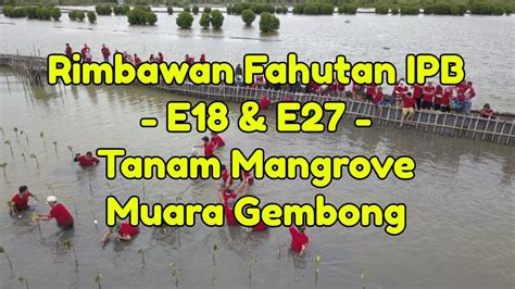 Rimbawan Fahutan Ipb E18 And E27 Tanam Mangrove Muara Gembong Youtube