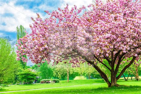 Beautiful Sakura Tree In The Park Stock Photo 74338