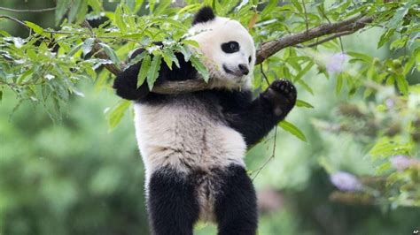 Scientists Reveal Why Giant Pandas And Red Pandas Evolve To Eat Bamboo