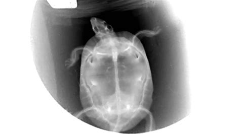 Fluoroscopic Video Of A Turtle Moving Around Turtle X Ray See Insides