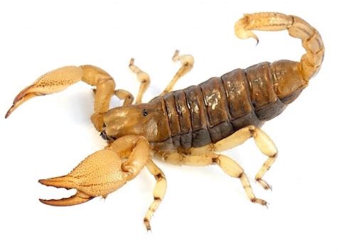 Burrowing Scorpion For Sale Reptiles For Sale
