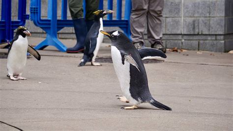 Photos Annual Penguins On Parade Tradition Kicks Off At Pittsburgh Zoo