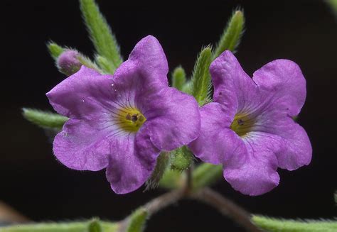 Photo 861 21 Small Purple Flowers Of Sandbells Bristly
