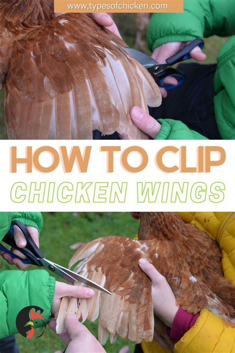 How To Clip Chickens Wings Properly 5 Tips Updated 2020 In 2021