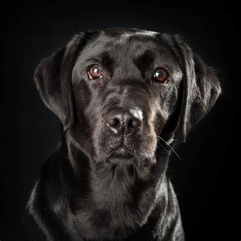Pet Photographer Cardiff amazing pictures of black labrador - Cardiff Newborn & Family Photographers