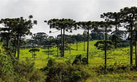 A vegetação brasileira tipos características e mapa