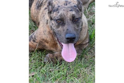 Catahoula leopard dog and puppies. Yellow: Catahoula Leopard Dog puppy for sale near Dothan ...