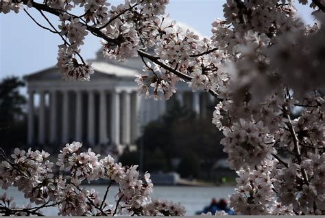 2019 Dc Cherry Blossom Peak Bloom Flowers Take Big Step Forward