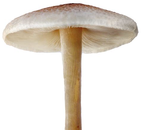 Mushroom Png Transparent Images Png All Images