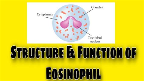 Eosinophil Structure And Function Lecture No 1 Youtube